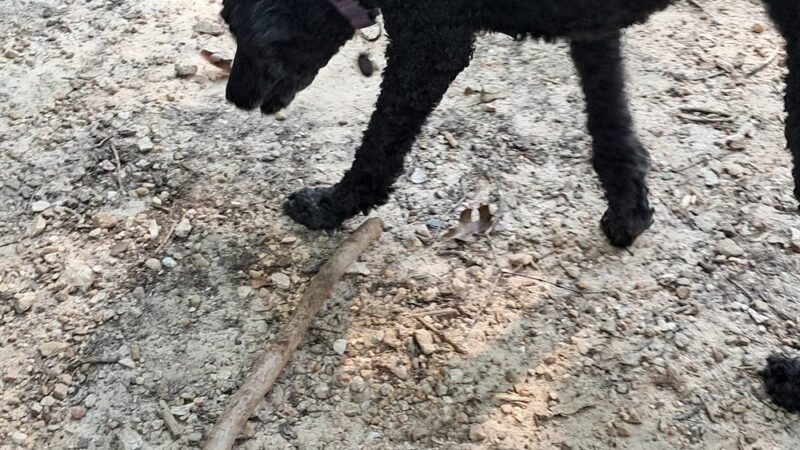 Dog Park - Greensboro, NC