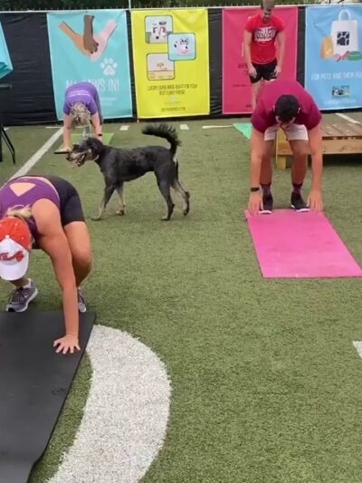Doggos Dog Park & Pub - Greensboro, NC