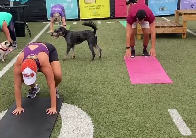 Doggos Dog Park & Pub - Greensboro, NC
