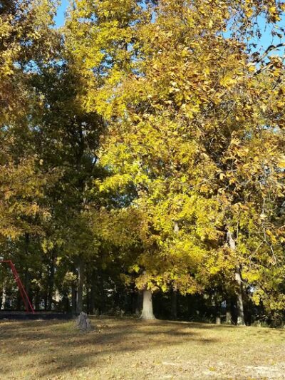 Greenville Park - Greenville, IN