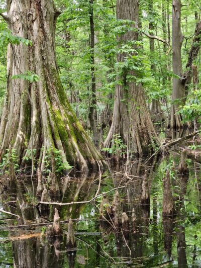 Greenville Cypress Preserve Trust - Greenville, MS