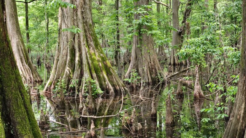 Greenville Cypress Preserve Trust - Greenville, MS