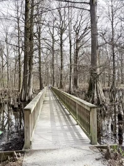 Greenville Cypress Preserve Trust - Greenville, MS