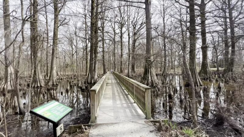 Greenville Cypress Preserve Trust - Greenville, MS