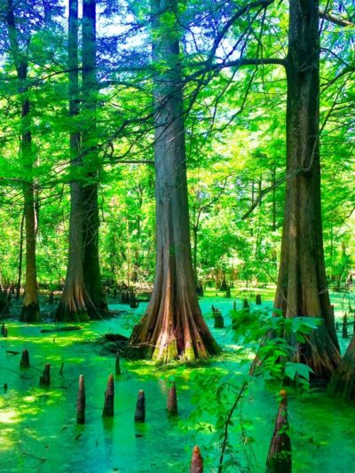 Greenville Cypress Preserve Trust - Greenville, MS