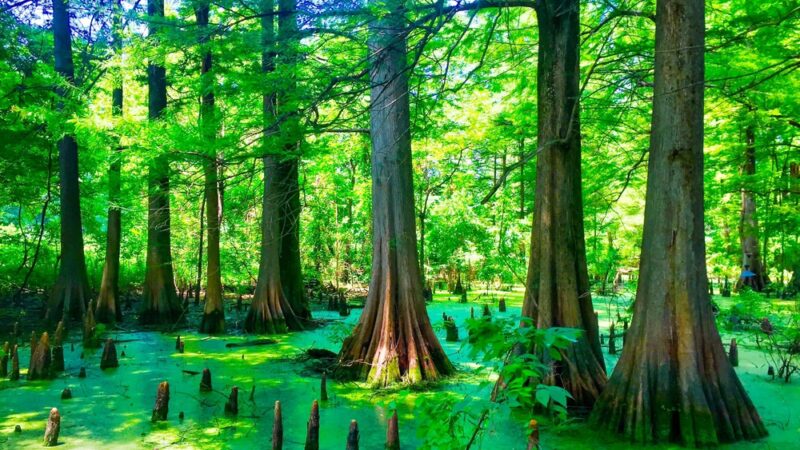 Greenville Cypress Preserve Trust - Greenville, MS