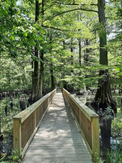 Greenville Cypress Preserve Trust - Greenville, MS