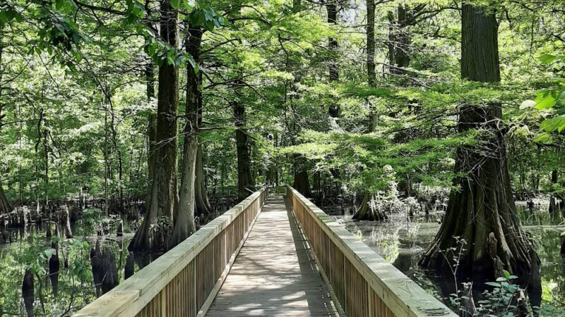 Greenville Cypress Preserve Trust - Greenville, MS