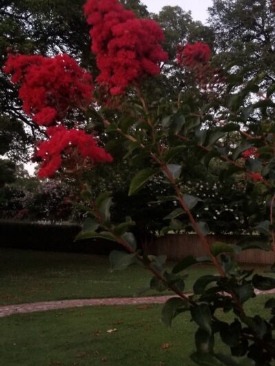 Greenville Park Commission - Greenville, MS