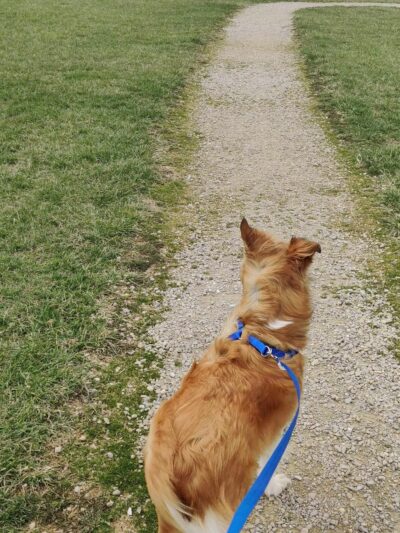 Scentral Dog Park - Greenville, OH