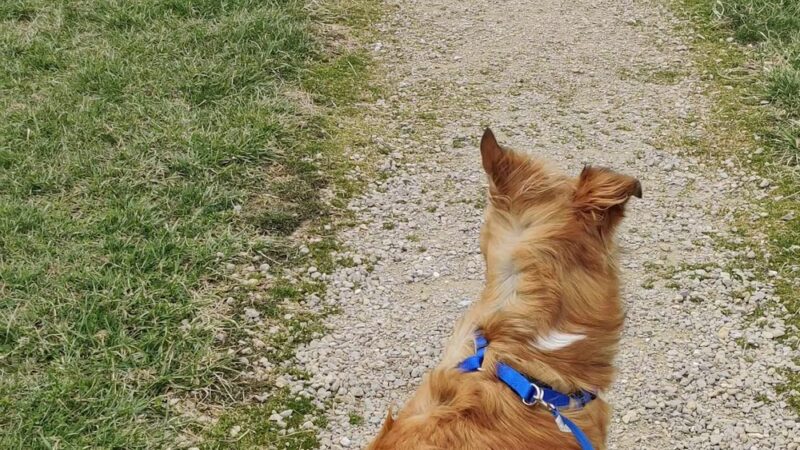 Scentral Dog Park - Greenville, OH