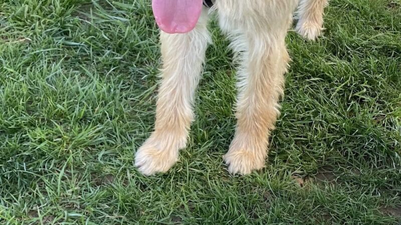 Scentral Dog Park - Greenville, OH