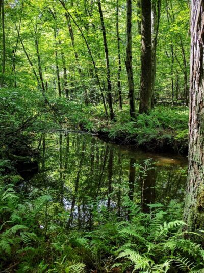 Babcock Preserve - Greenwich, CT