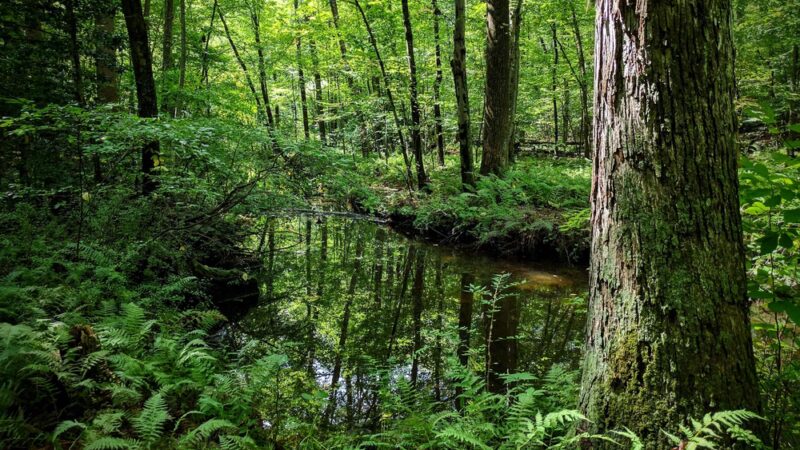 Babcock Preserve - Greenwich, CT