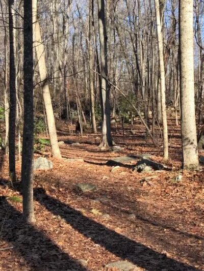 Babcock Preserve - Greenwich, CT