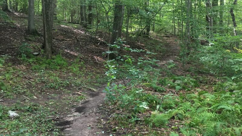 Babcock Preserve - Greenwich, CT