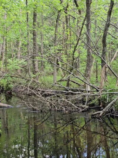 Milford Millponds Nature Preserve - Greenwood, DE