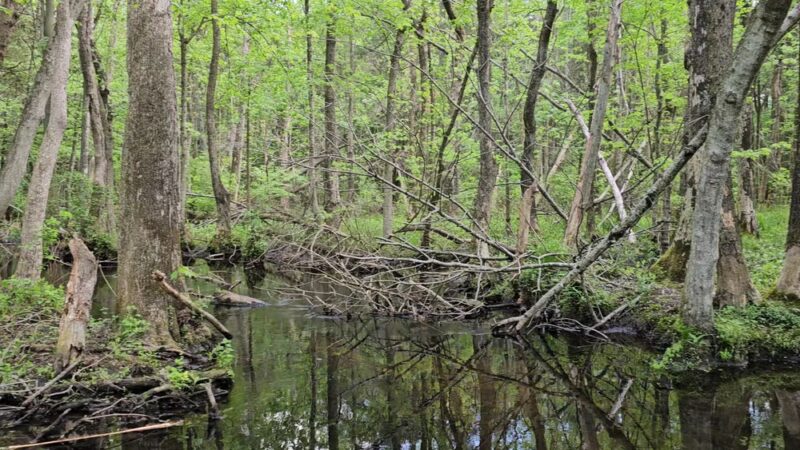 Milford Millponds Nature Preserve - Greenwood, DE