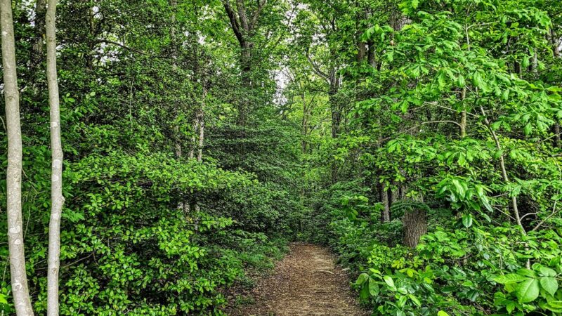 Milford Millponds Nature Preserve - Greenwood, DE