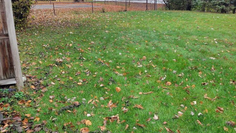 Cynthia's Dog Park - Greenwood, IN