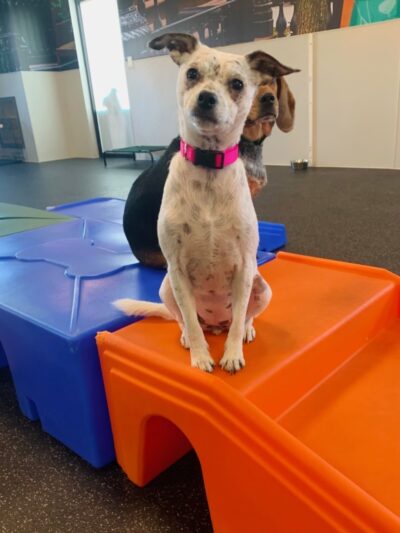 Dogtopia Greenwood - Greenwood, IN