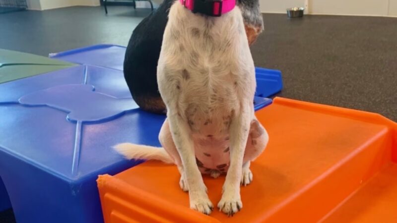 Dogtopia Greenwood - Greenwood, IN