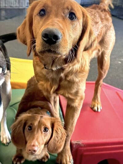 Dogtopia Greenwood - Greenwood, IN