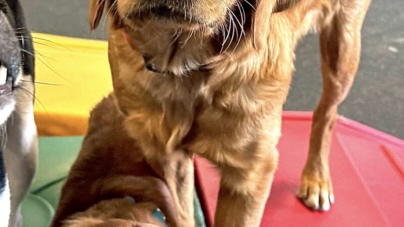 Dogtopia Greenwood - Greenwood, IN