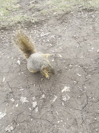 Surina Square Park - Greenwood, IN