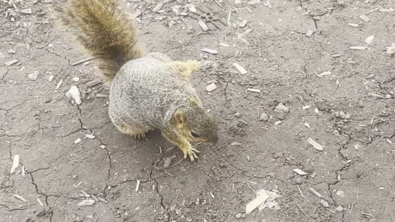 Surina Square Park - Greenwood, IN