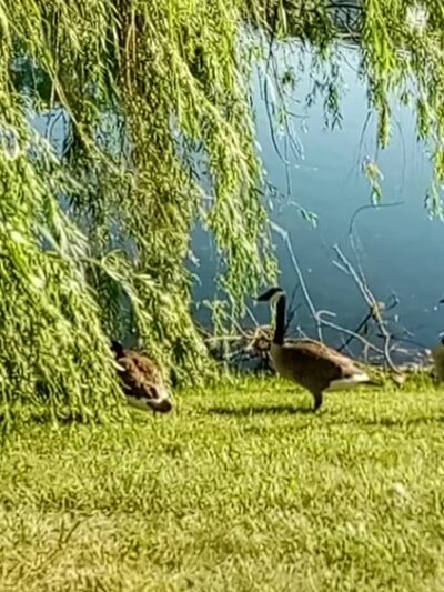 University Park - Greenwood, IN