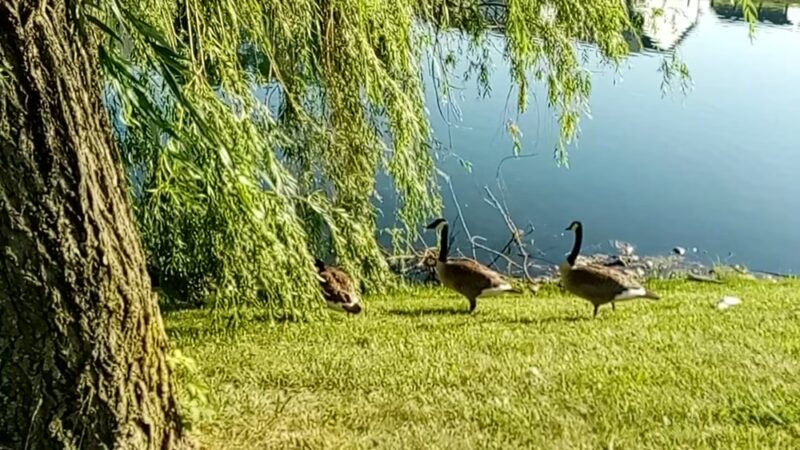 University Park - Greenwood, IN