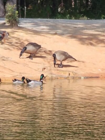 Grace Street Park - Greenwood, SC