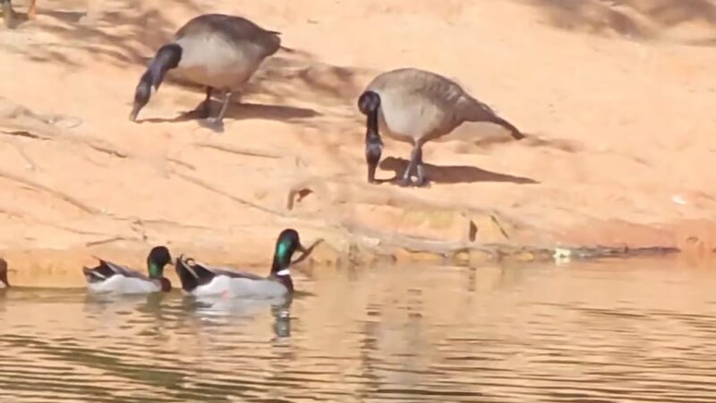 Grace Street Park - Greenwood, SC