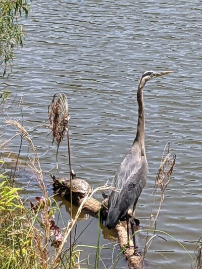 Grace Street Park - Greenwood, SC