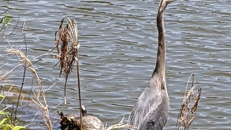 Grace Street Park - Greenwood, SC