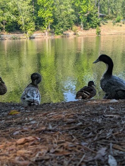 Grace Street Park - Greenwood, SC