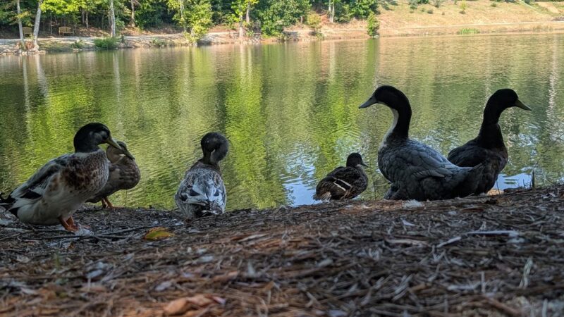 Grace Street Park - Greenwood, SC