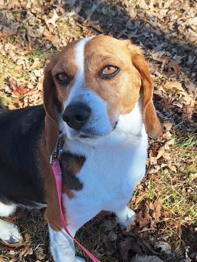 Poweshiek Animal League Shelter (PALS) - Grinnell, IA