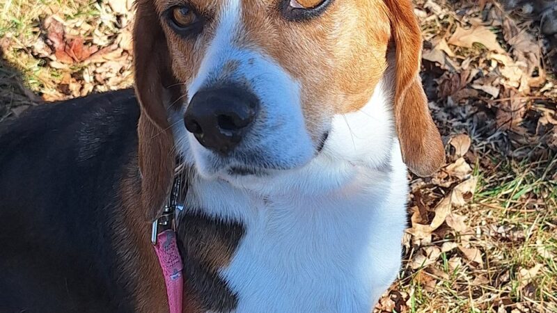 Poweshiek Animal League Shelter (PALS) - Grinnell, IA