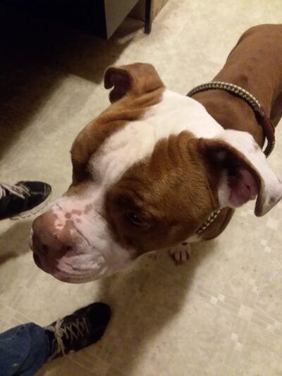 Poweshiek Animal League Shelter (PALS) - Grinnell, IA