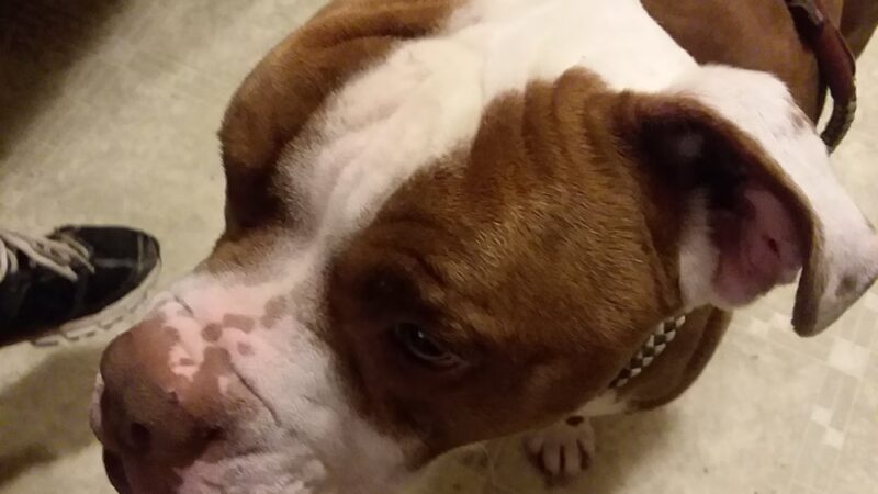 Poweshiek Animal League Shelter (PALS) - Grinnell, IA