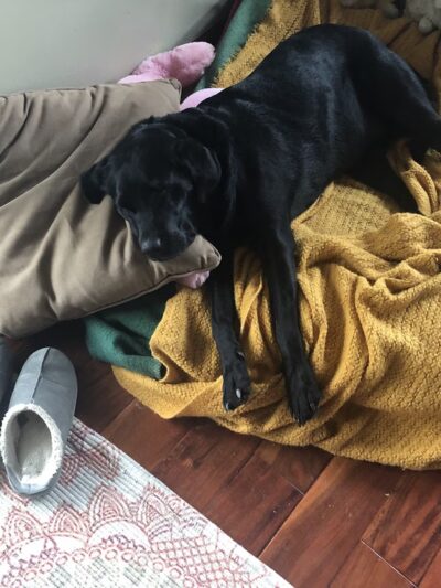 Poweshiek Animal League Shelter (PALS) - Grinnell, IA