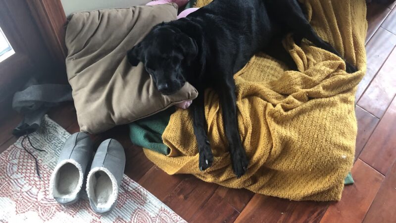 Poweshiek Animal League Shelter (PALS) - Grinnell, IA