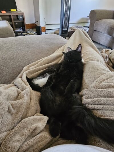 Poweshiek Animal League Shelter (PALS) - Grinnell, IA