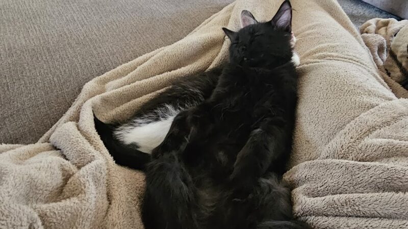 Poweshiek Animal League Shelter (PALS) - Grinnell, IA