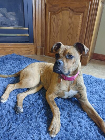 Poweshiek Animal League Shelter (PALS) - Grinnell, IA