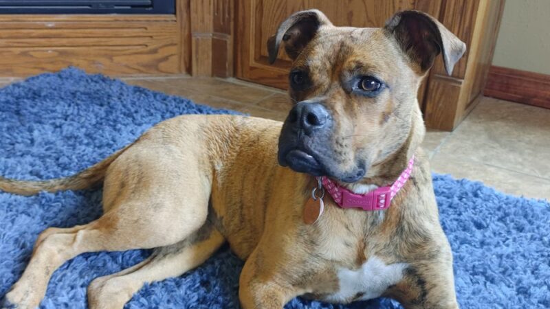 Poweshiek Animal League Shelter (PALS) - Grinnell, IA