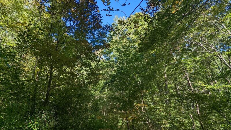 Heron Marsh - Griswold, CT