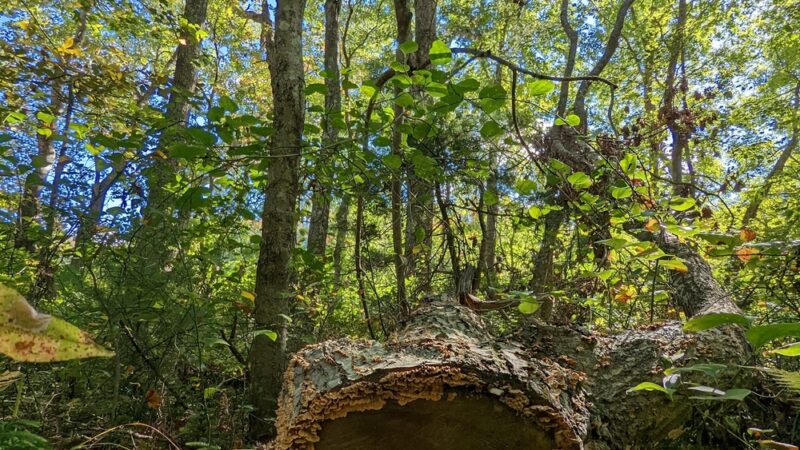 Heron Marsh - Griswold, CT